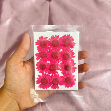 Daisy flower pack rani pink