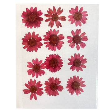 Daisy flower pack B6