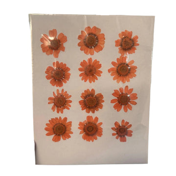 Dark orange daisy flower pack