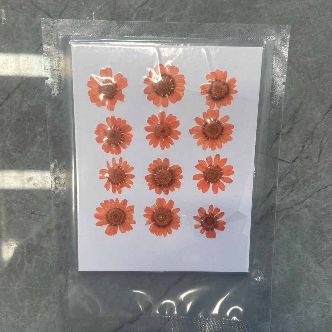 Dark orange daisy flower pack