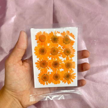 Daisy flower pack orange