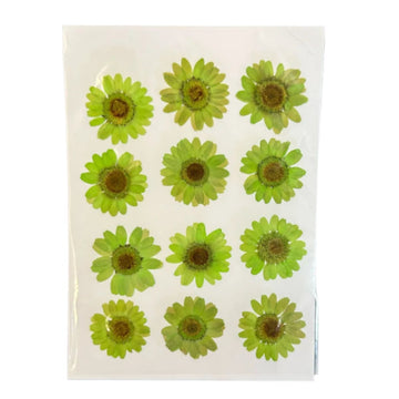 Daisy flower pack B20