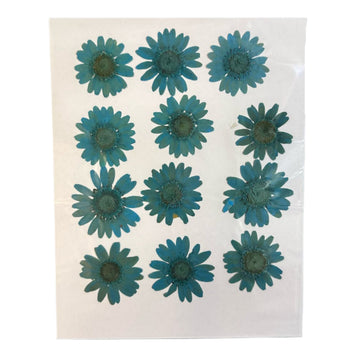 Daisy flower pack B18