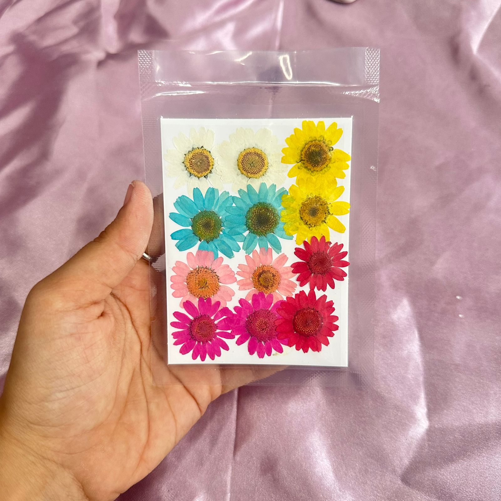 Daisy flower pack multi