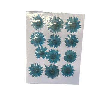 Blue daisy flower pack