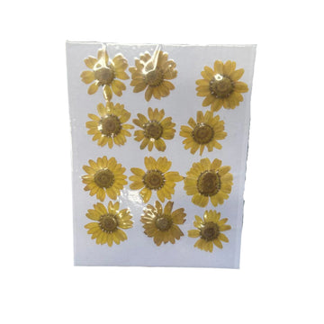 Yellow daisy flower pack