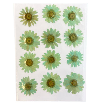Daisy flower pack B1