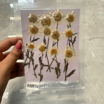 White daisy dry flower pack