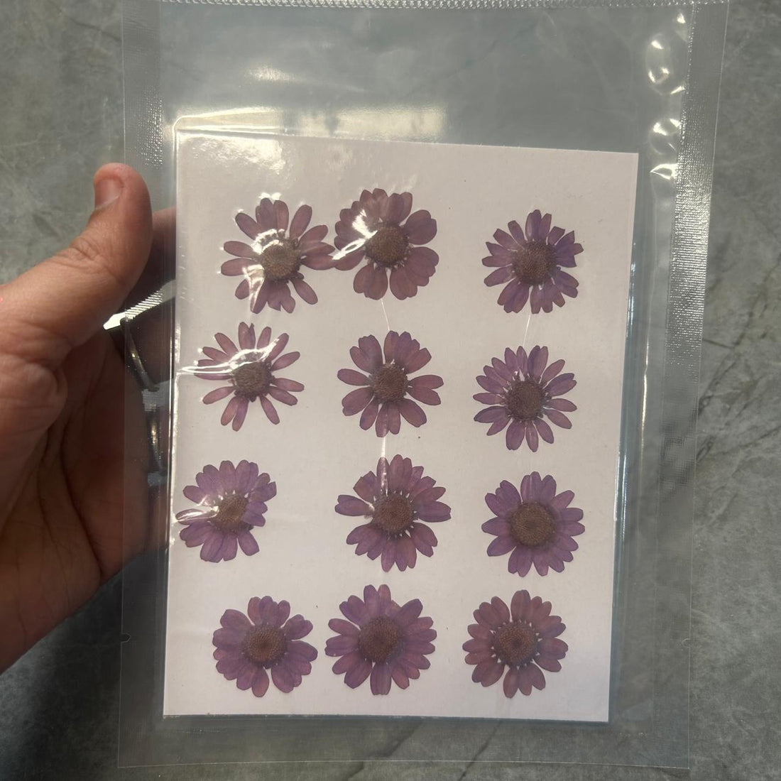 Light Purple daisy flower pack