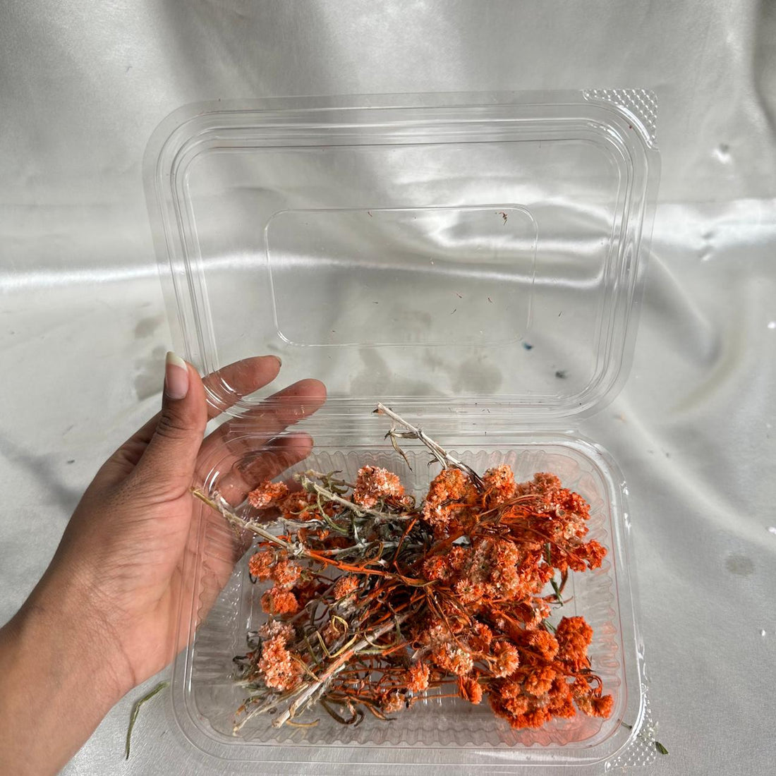 Wild daisy dry flower box