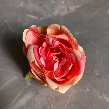 Peach pink rose flower