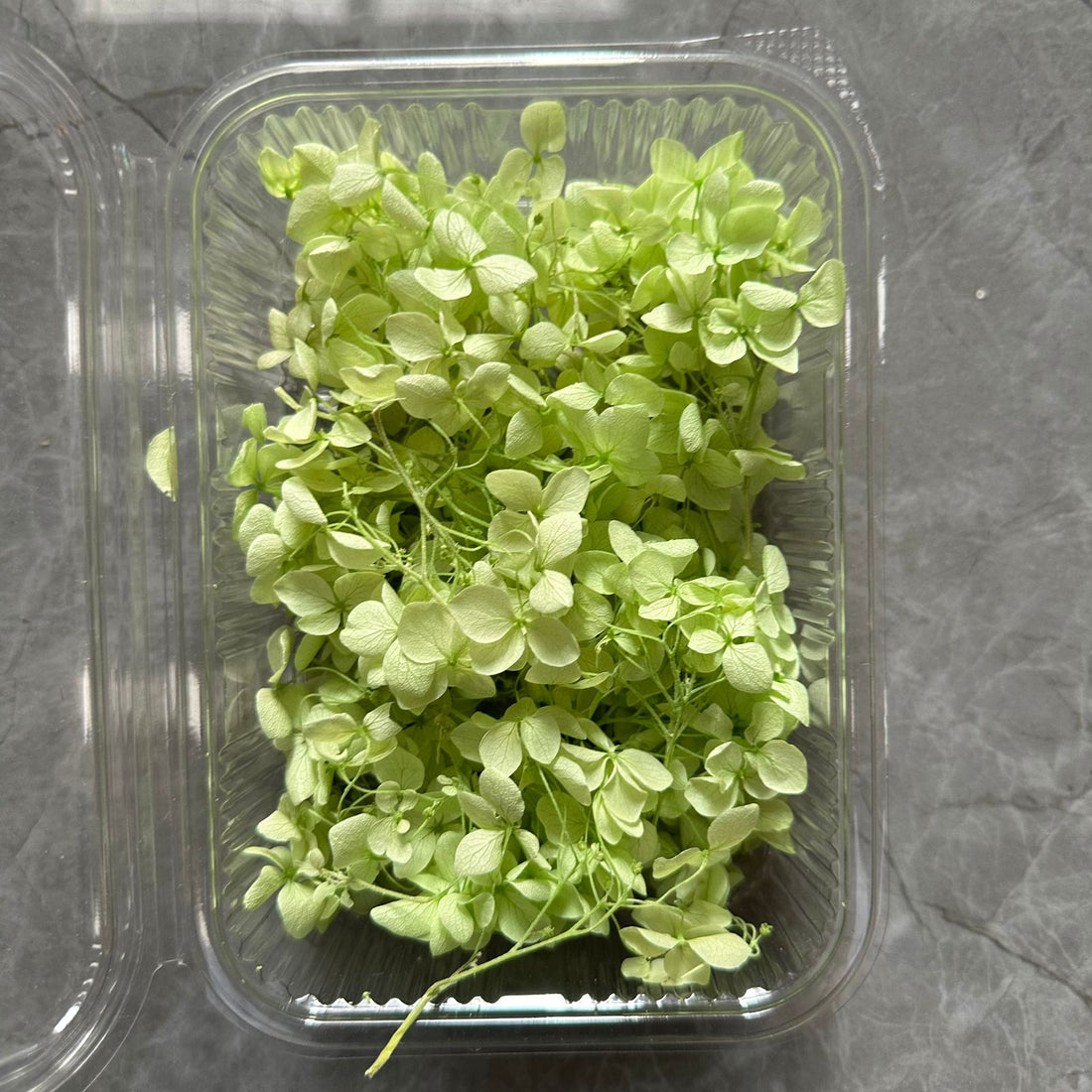 Pastel green Hydrangea flower box