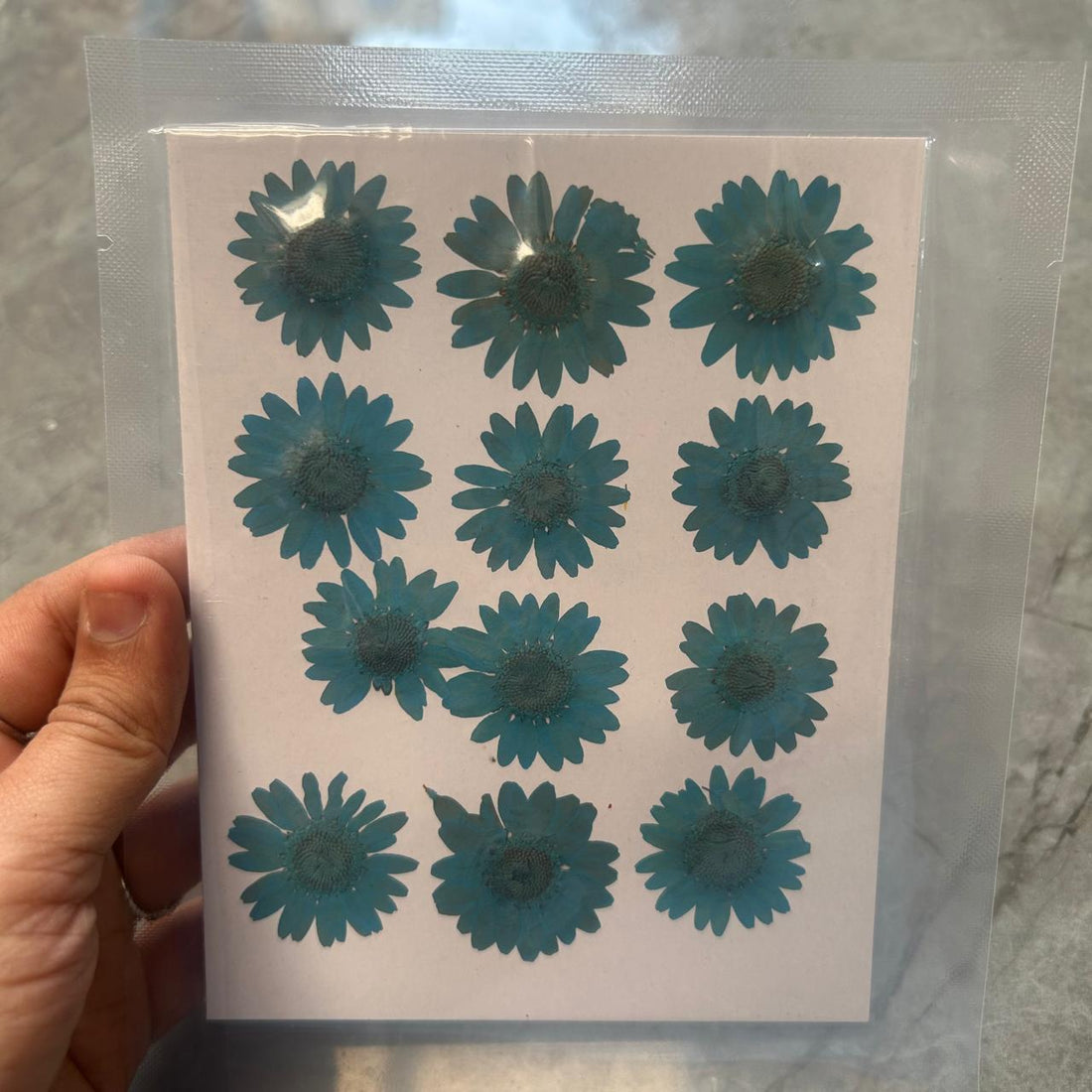 Blue daisy flower pack