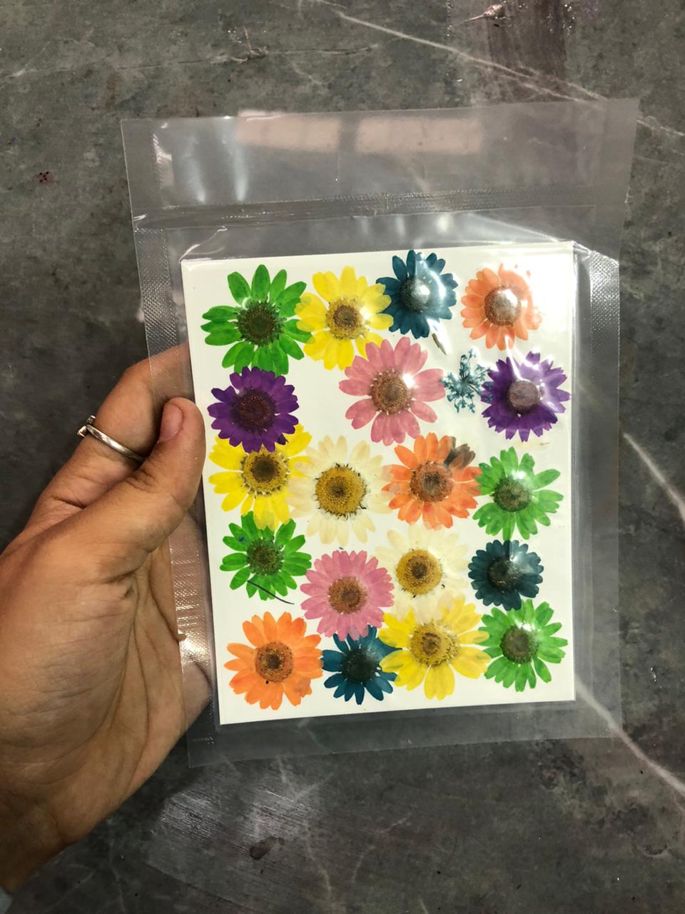 Multi daisy flower pack