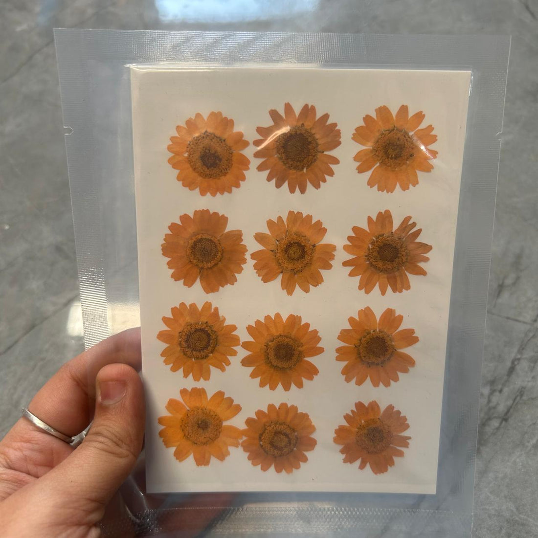 Light orange daisy flower pack