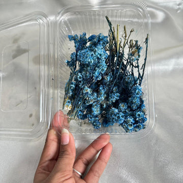 Wild daisy dry flower box