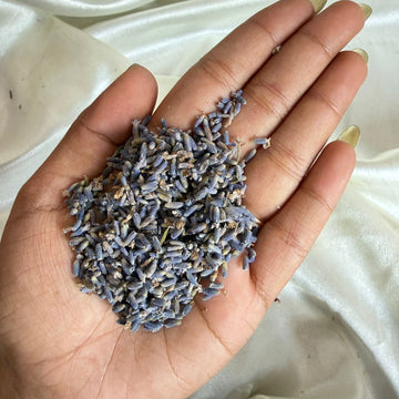 Lavender buds dry flower