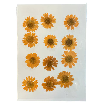 Daisy flower pack B21
