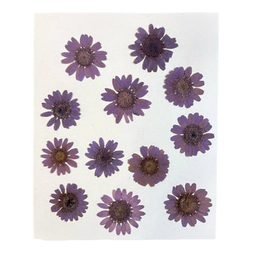 Daisy flower pack B4