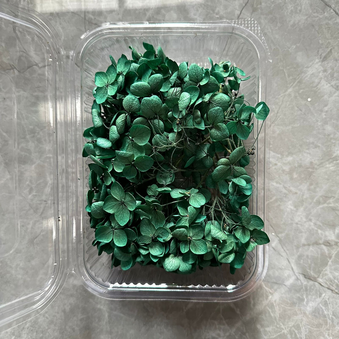 Dark green Hydrangea flower box