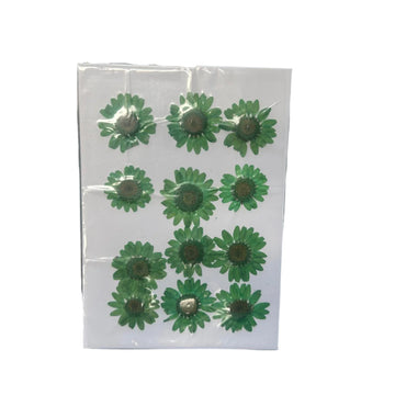 Light green daisy flower pack