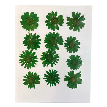 Daisy flower pack B10