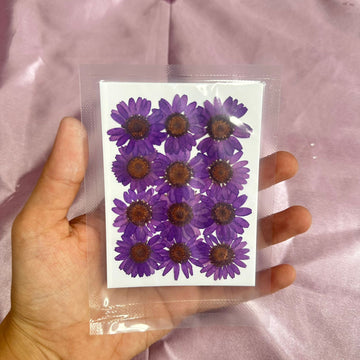 Daisy flower pack purple