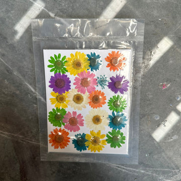 Multi daisy flower pack