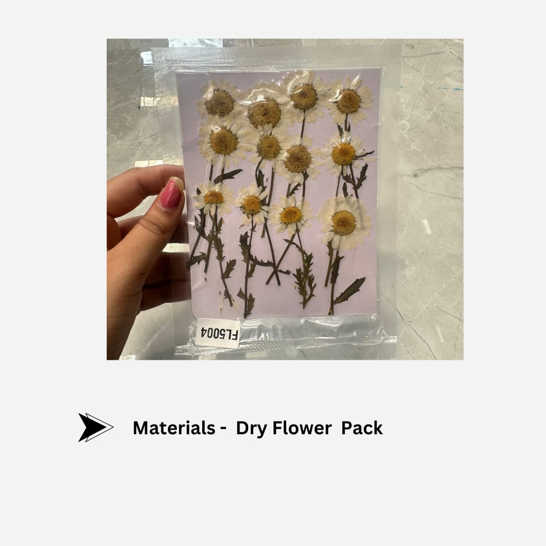 White daisy dry flower pack