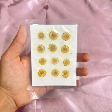 Daisy flower pack white