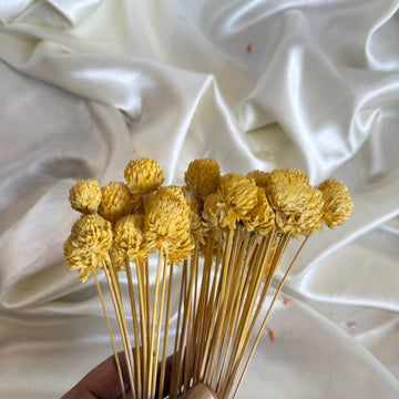 Gomphrena dry flower