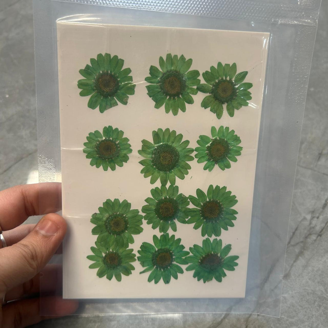 Light green daisy flower pack