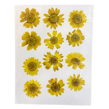 Daisy flower pack B22