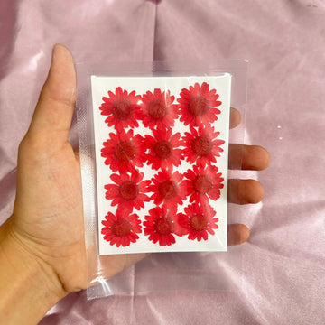 Daisy flower pack red