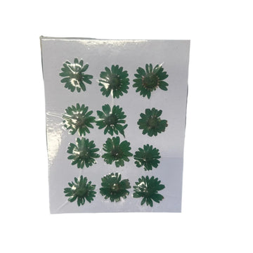 Dark green daisy flower pack