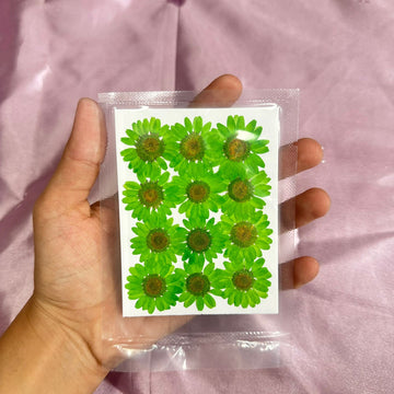 Daisy flower pack light green