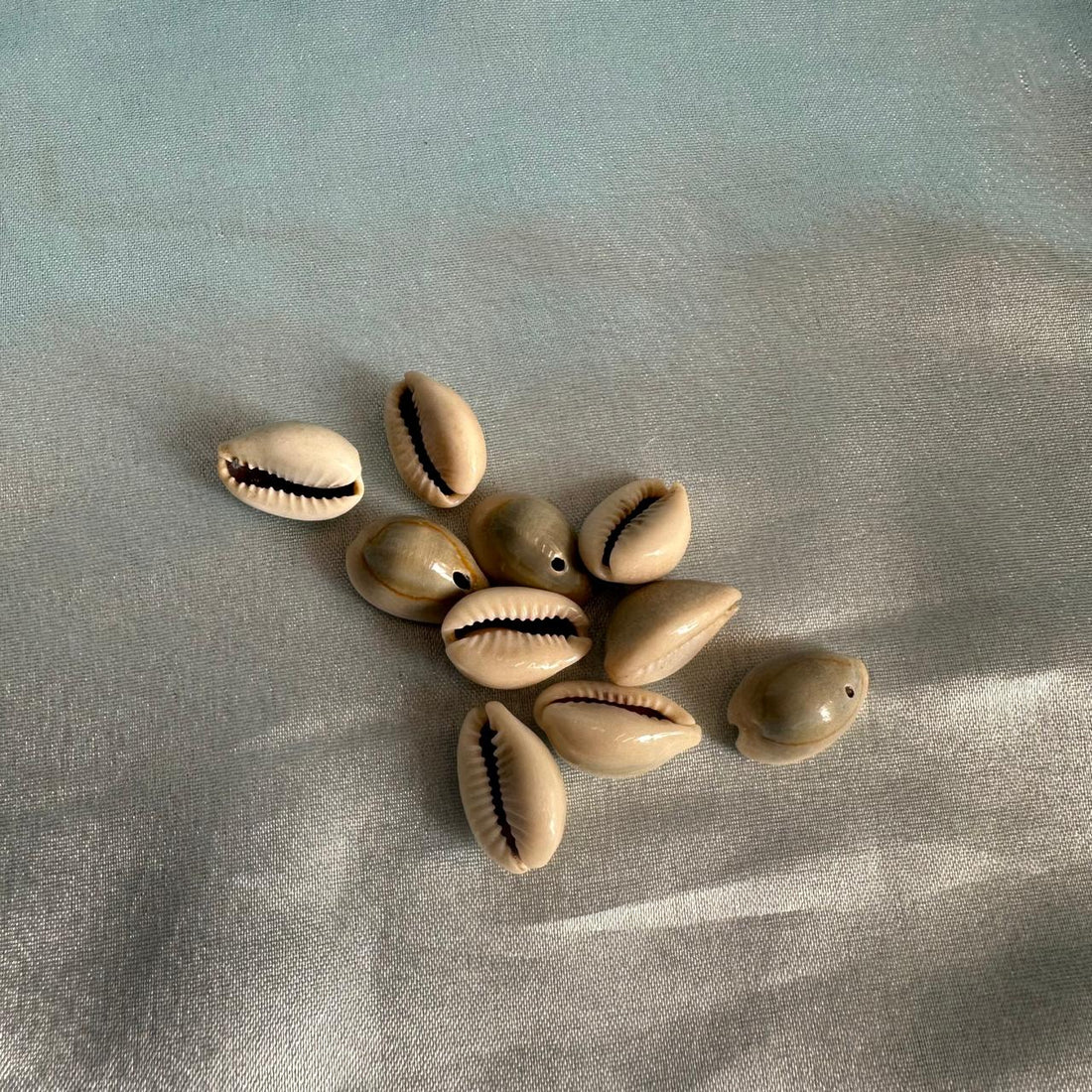 Cowary shells