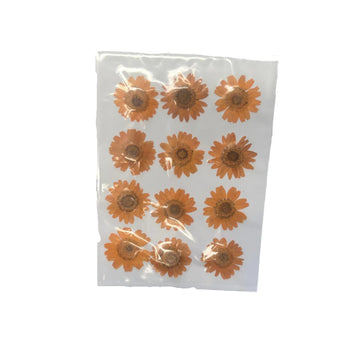 Light orange daisy flower pack