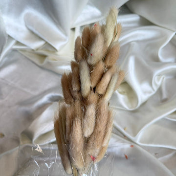 Bunny tail dry flower
