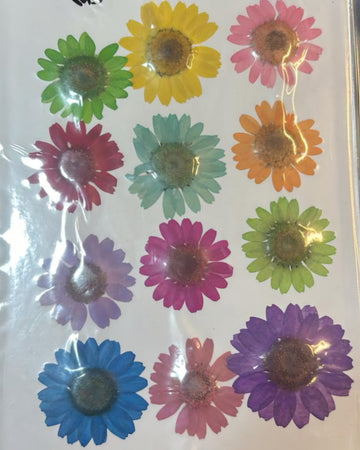 Multi daisy flower pack