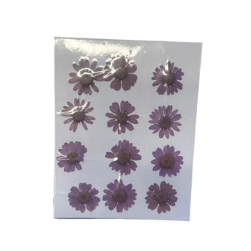 Light Purple daisy flower pack