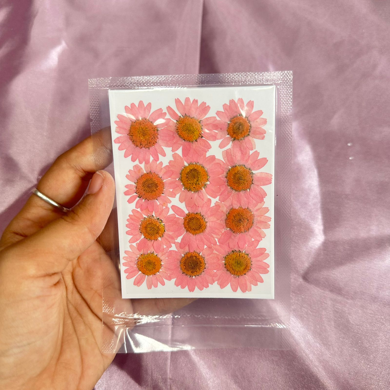 Daisy flower pack light pink