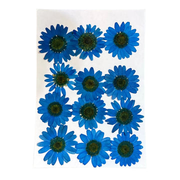 Daisy flower pack B5
