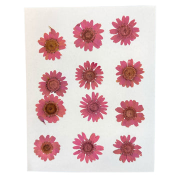 Daisy flower pack B16