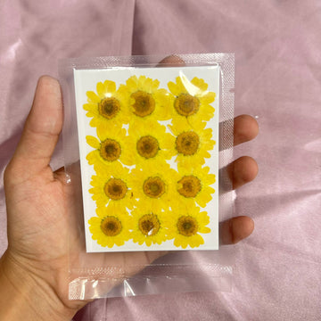 Daisy flower pack yellow