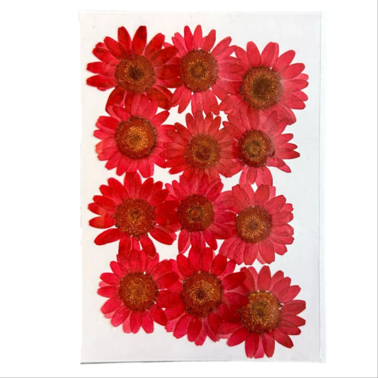 Daisy flower pack B14