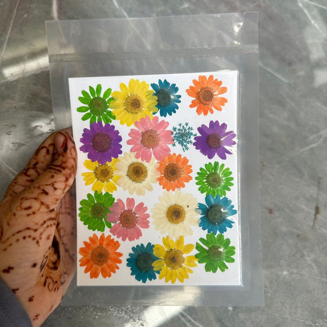 Multi daisy flower pack