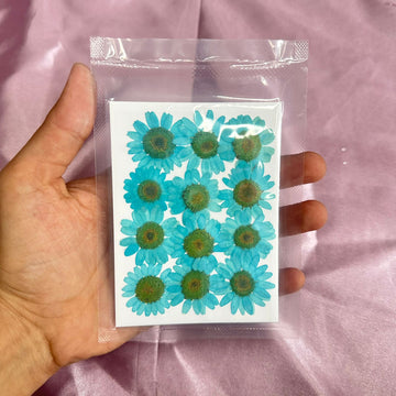Daisy flower pack light blue