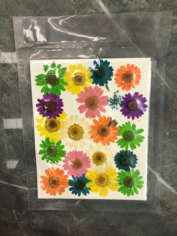 Multi daisy flower pack