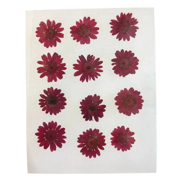 Daisy flower pack B15